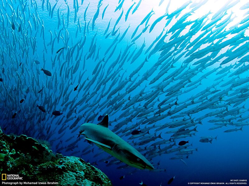 Shark Among a School of Fish