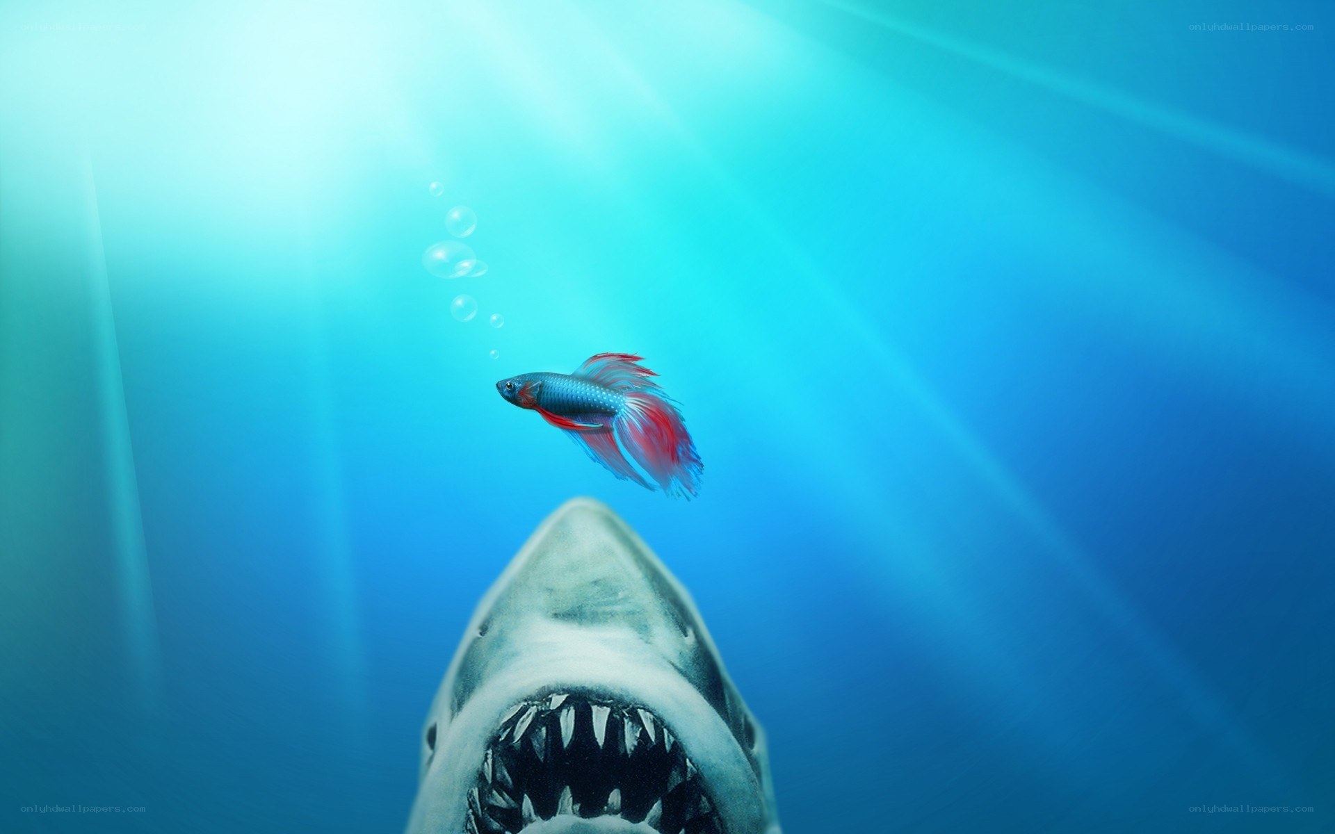 Shark and betta fish underwater