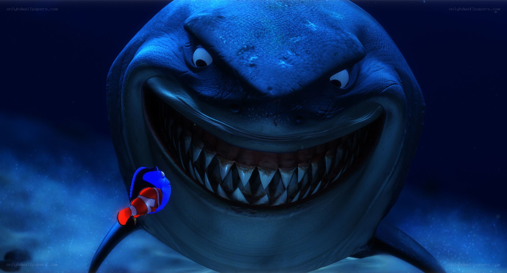 Shark and clownfish encounter