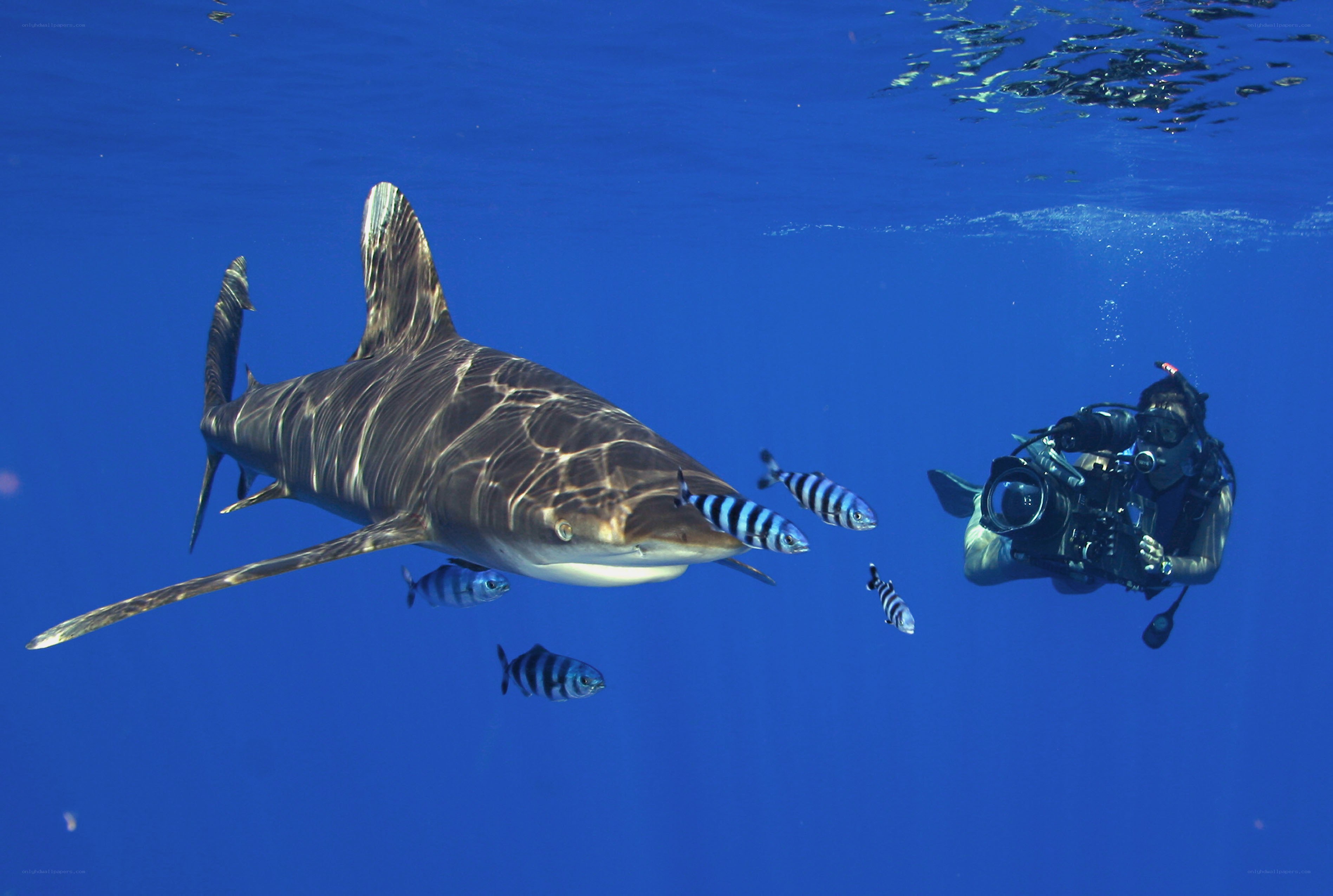 Shark and diver underwater