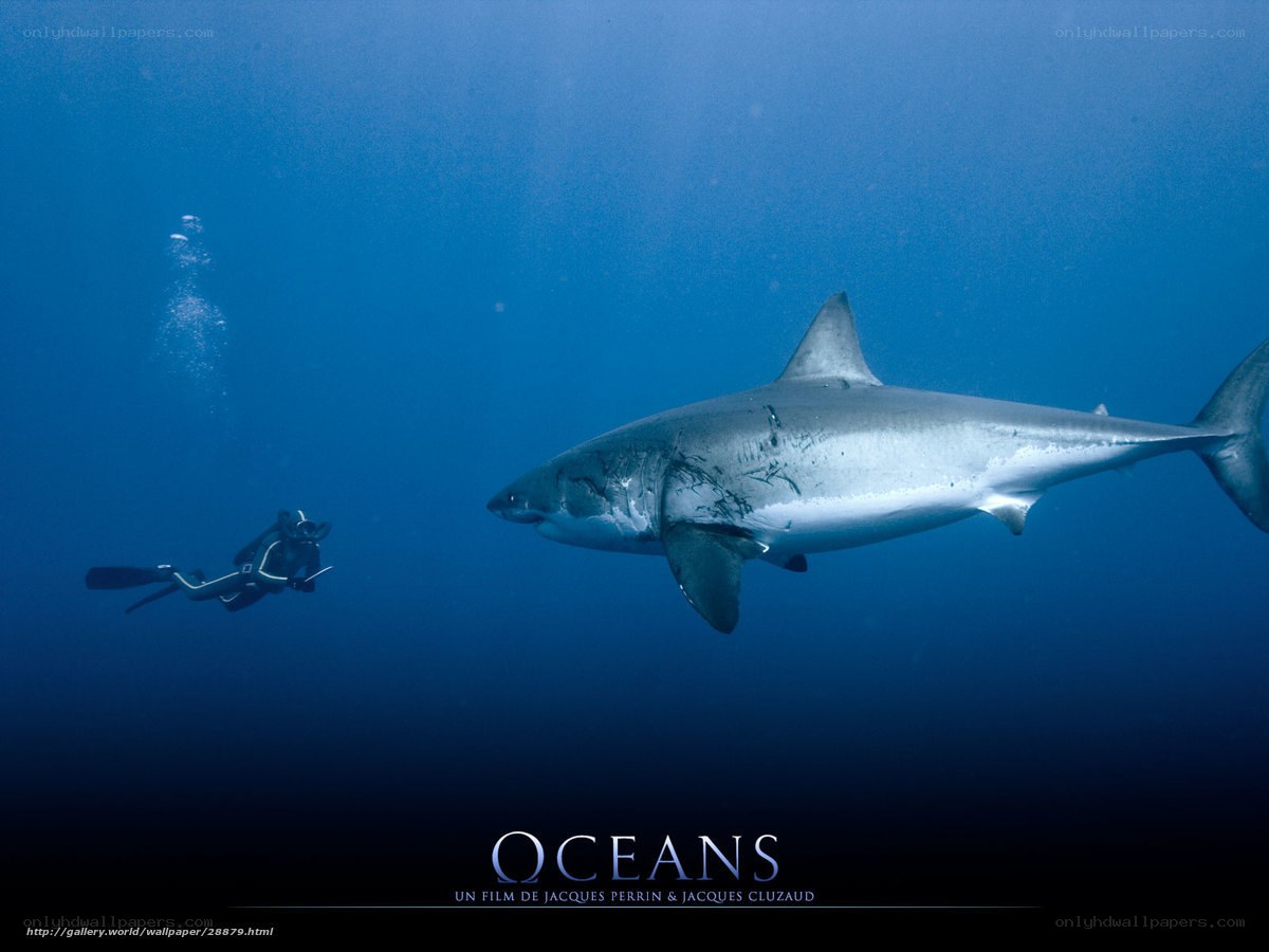 Shark and diver underwater