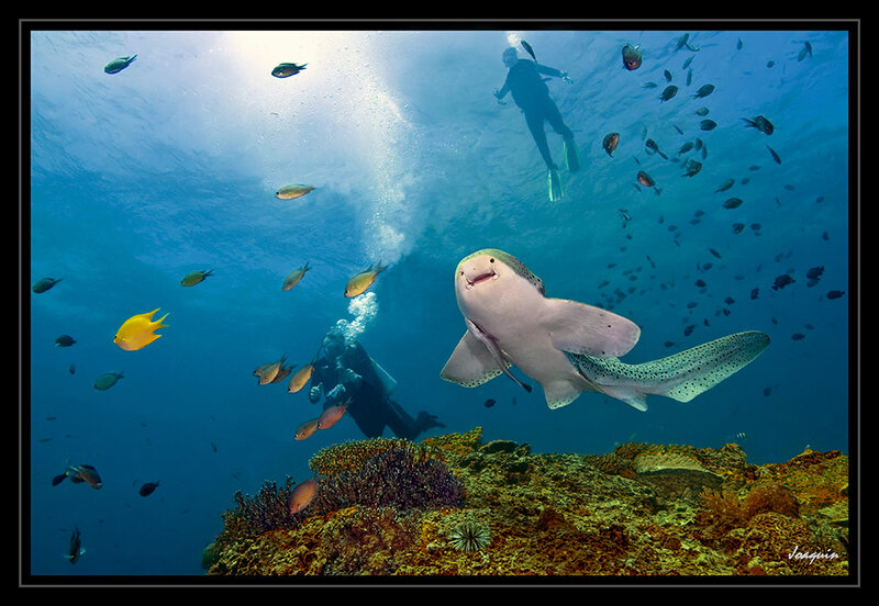 Shark and divers underwater