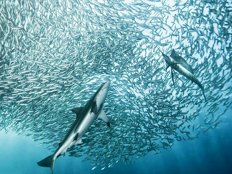 Shark and Fish School