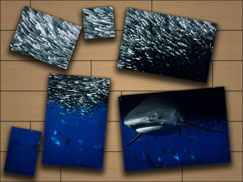Shark and fish school underwater