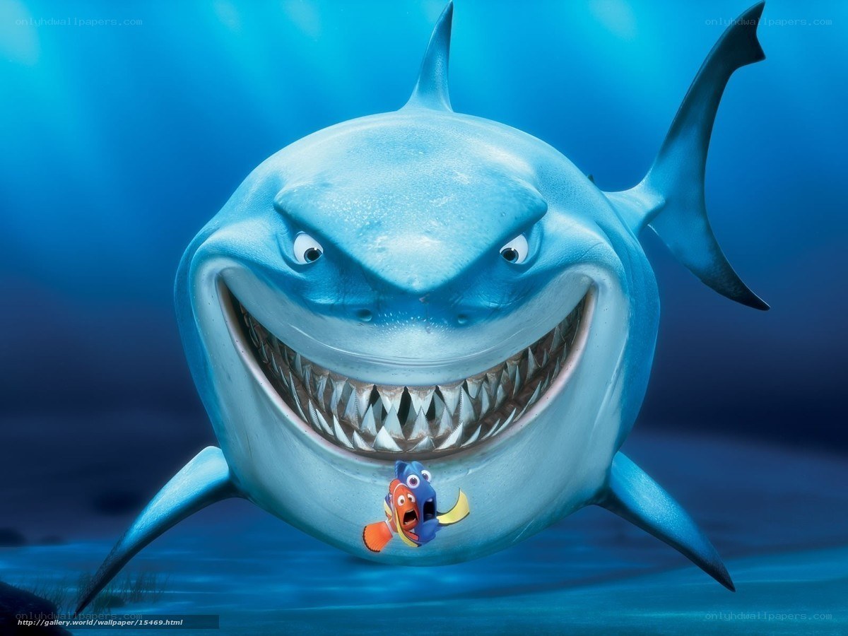 Shark and fish underwater