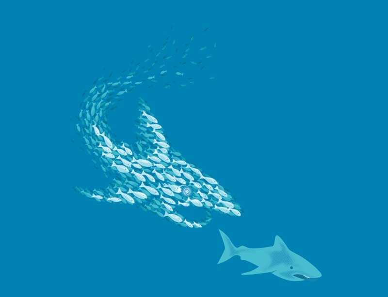 Shark and school of fish