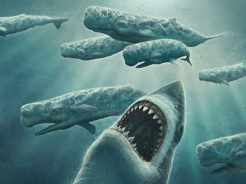 Shark Attacking Whales