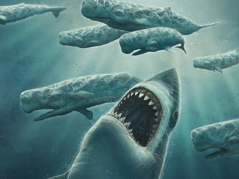 Shark attacks whale pod