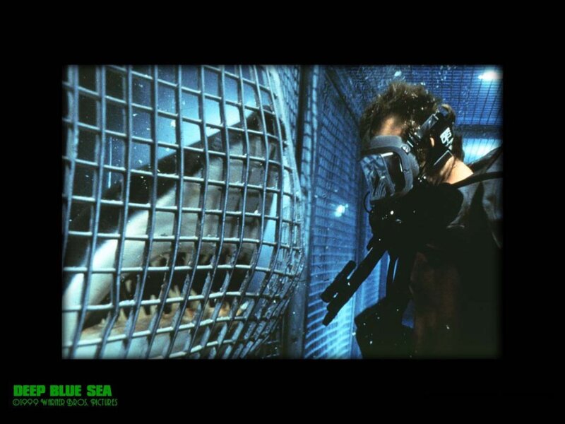 Shark Behind Metal Cage