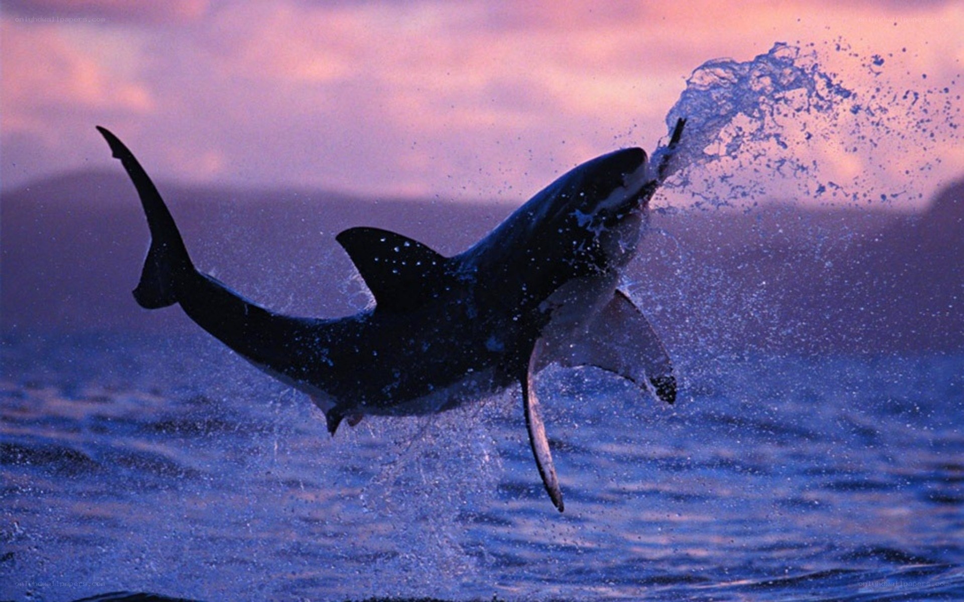 Shark breaching at sunset