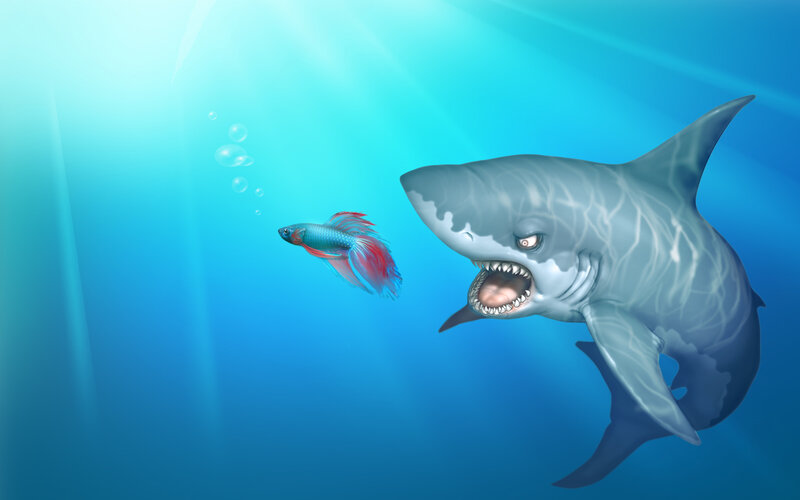 Shark chasing a betta fish