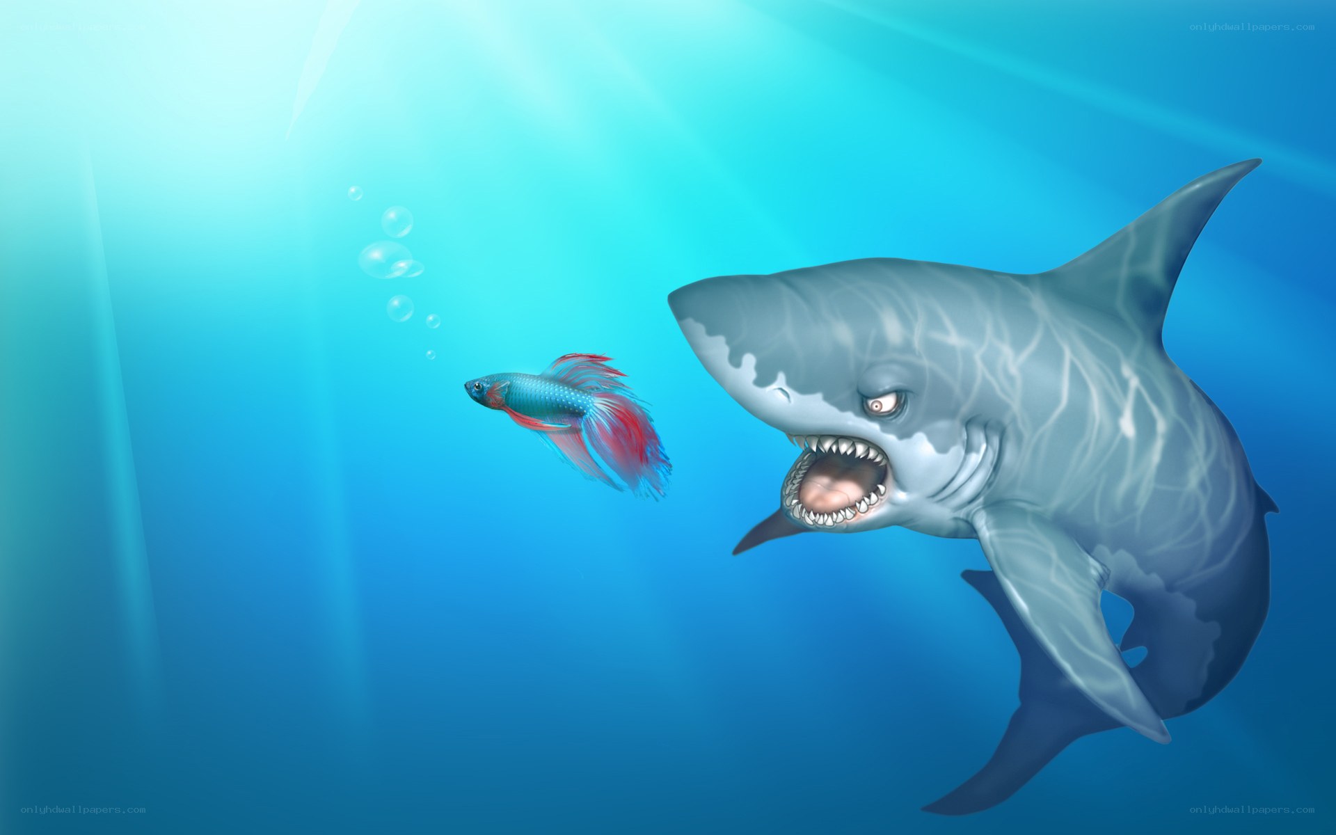 Shark chasing a betta fish