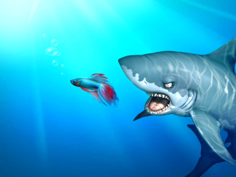 Shark Chasing Betta Fish