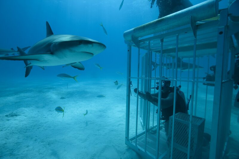 Shark diving in a cage