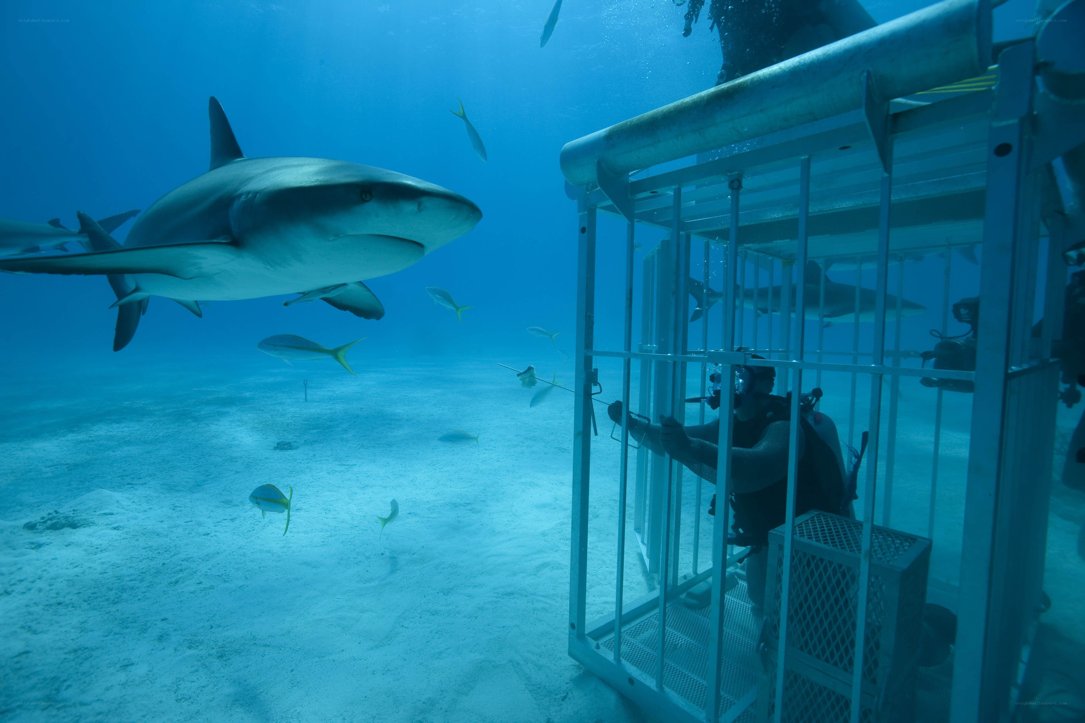 Shark diving in a cage