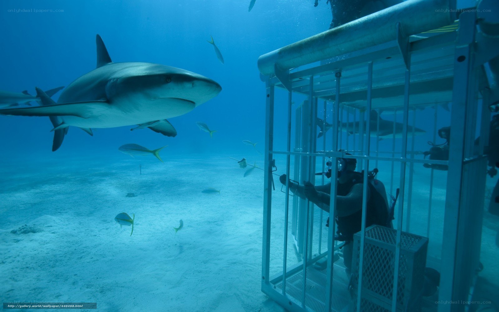 Shark diving in underwater cage