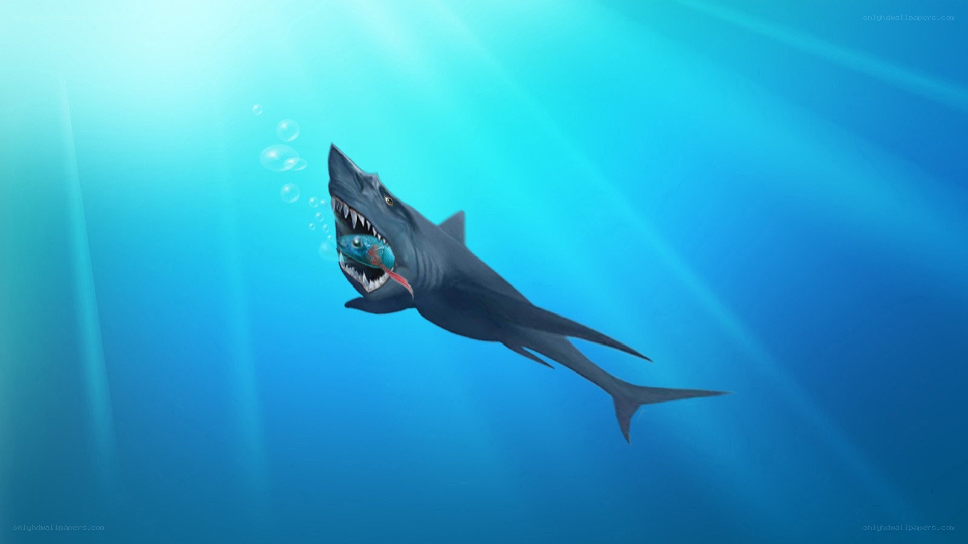 Shark eating fish underwater