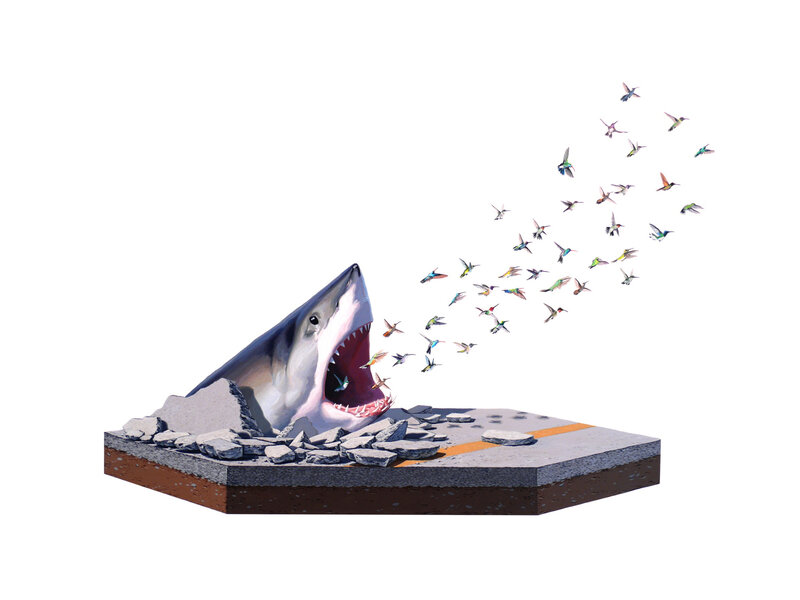 Shark emerging from pavement