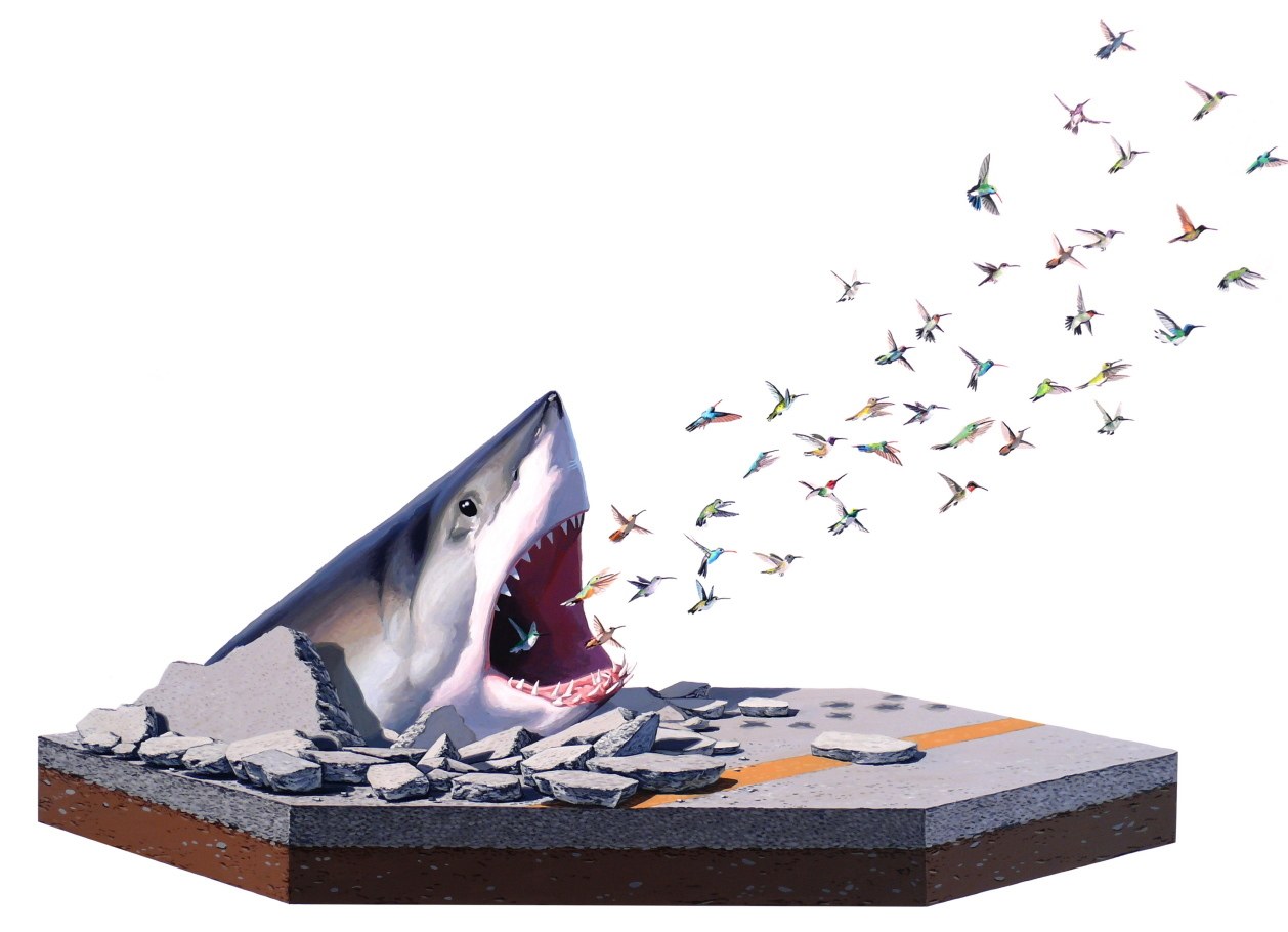Shark emerging from pavement
