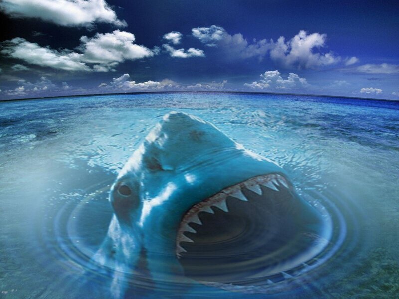 Shark Emerging from Water