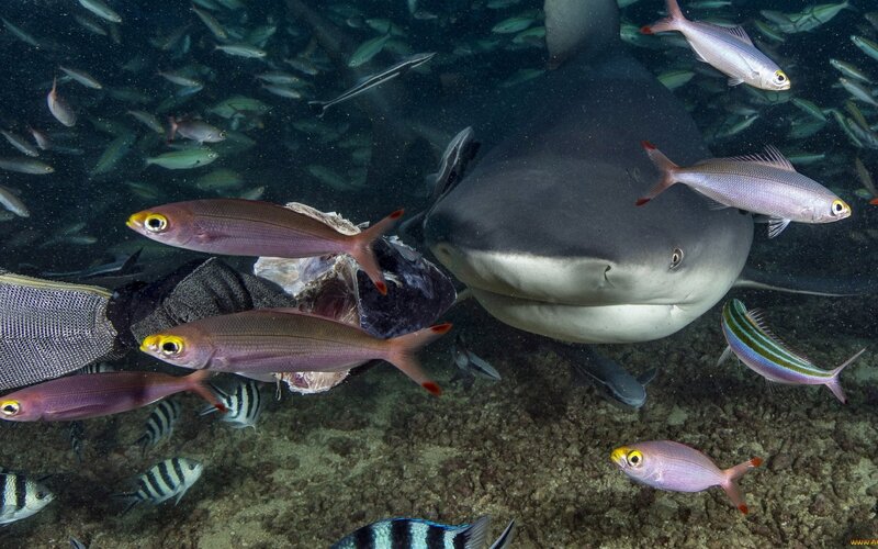 Shark Feeding on Fish
