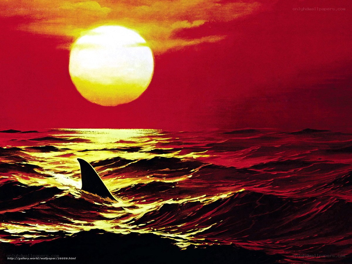 Shark fin at sunset