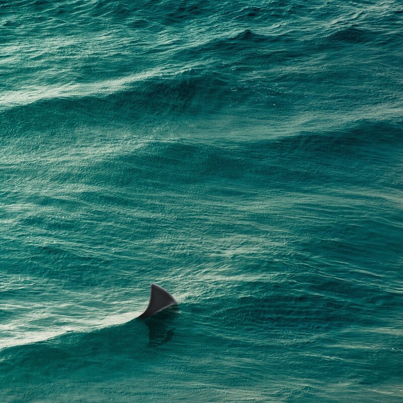 Shark fin in ocean water
