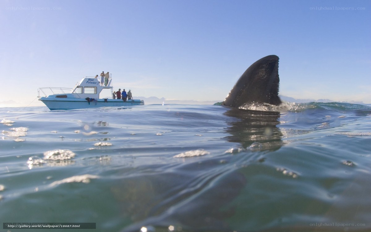 Shark fin near boat