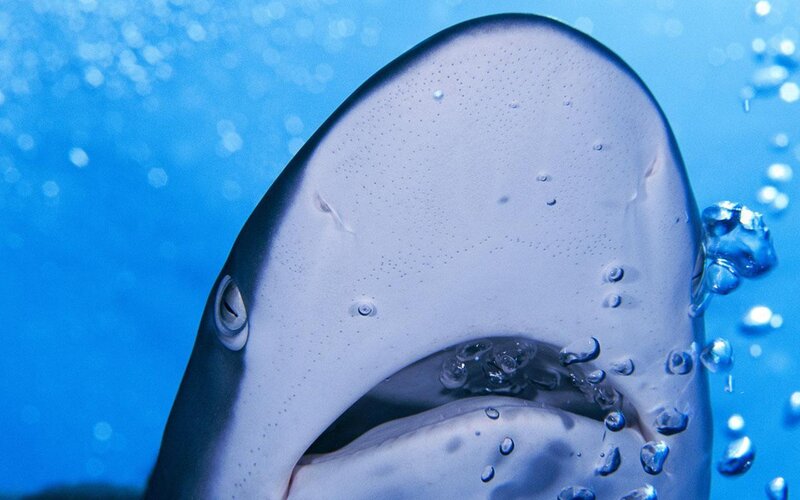 Shark Head Underwater