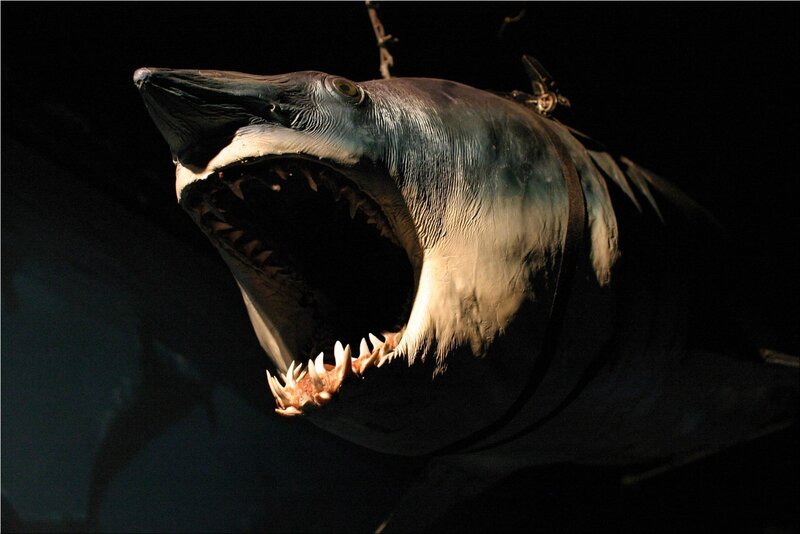 Shark Head with Open Mouth