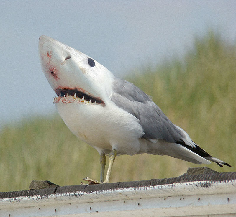 shark-headed bird sculpture