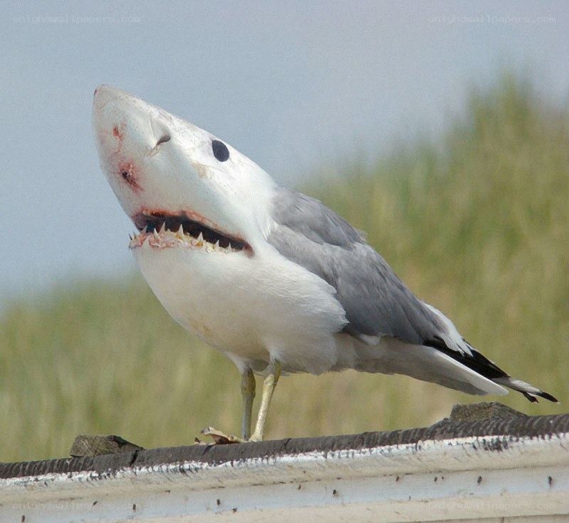 shark-headed bird sculpture