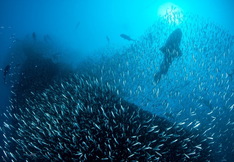 Shark Hunting Fish School