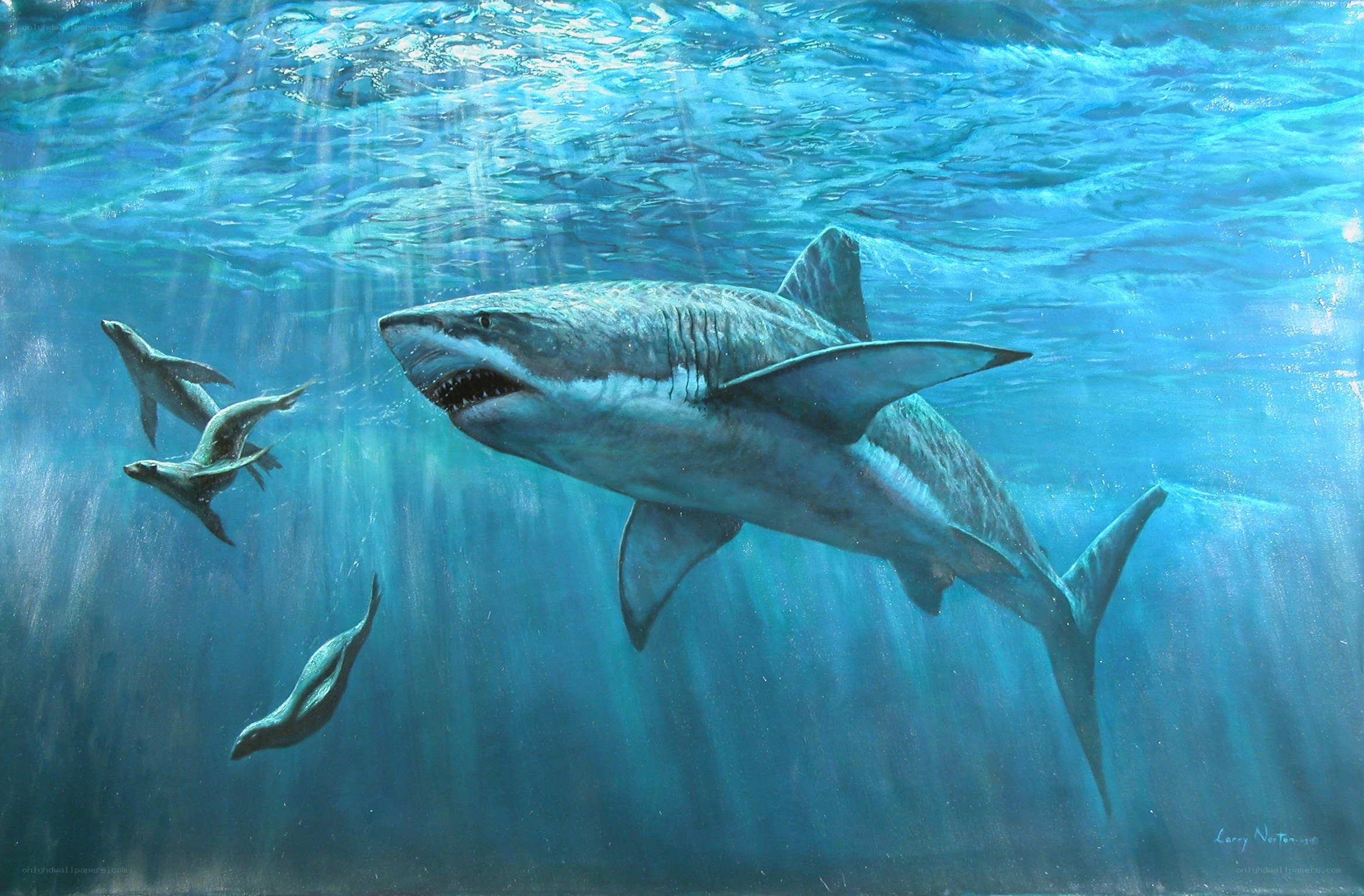 Shark hunting seals underwater