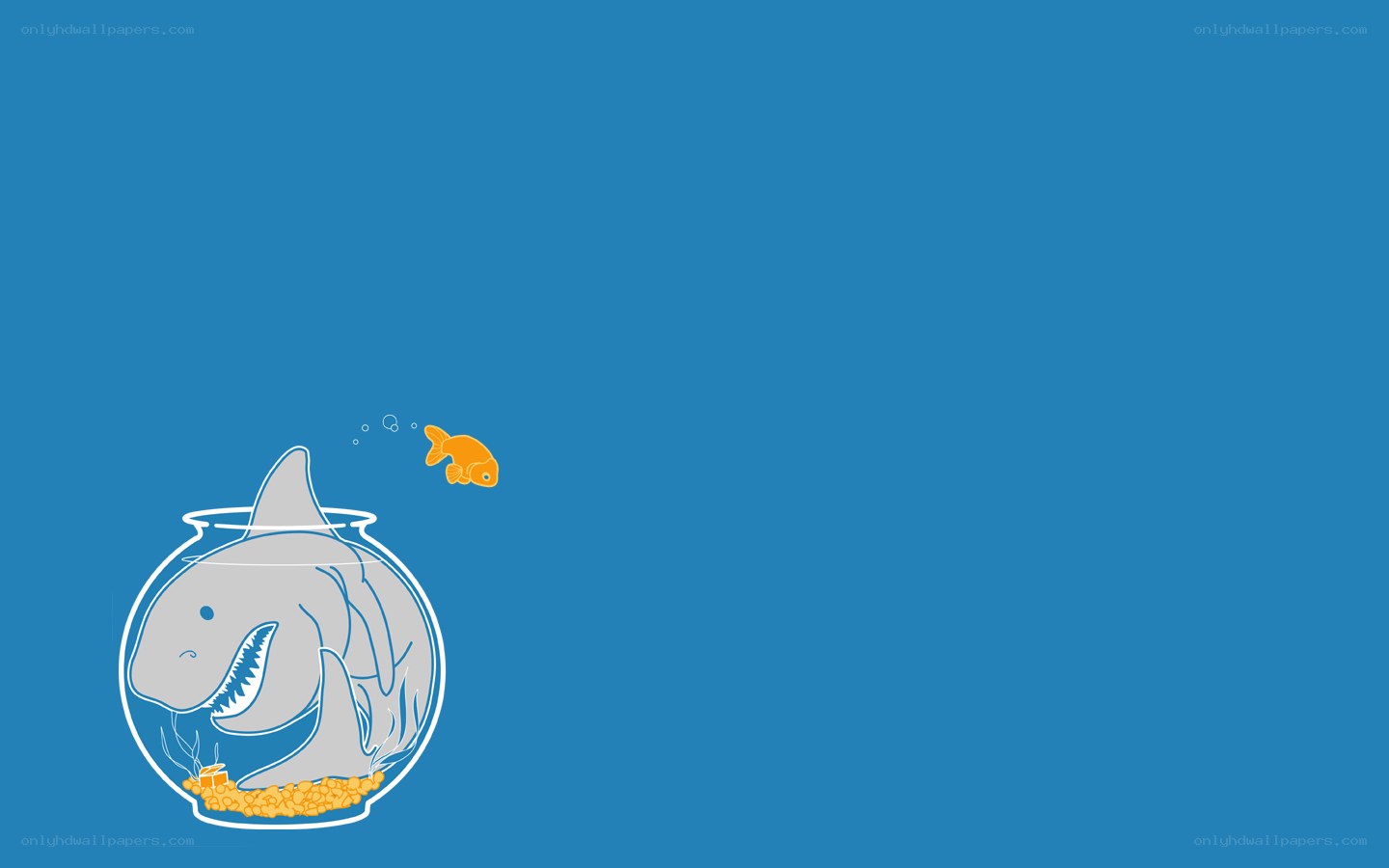 shark in a fishbowl