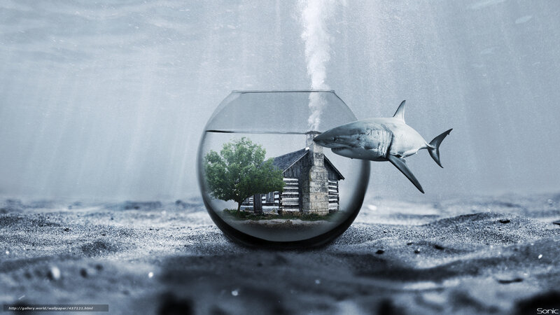 shark in a fishbowl