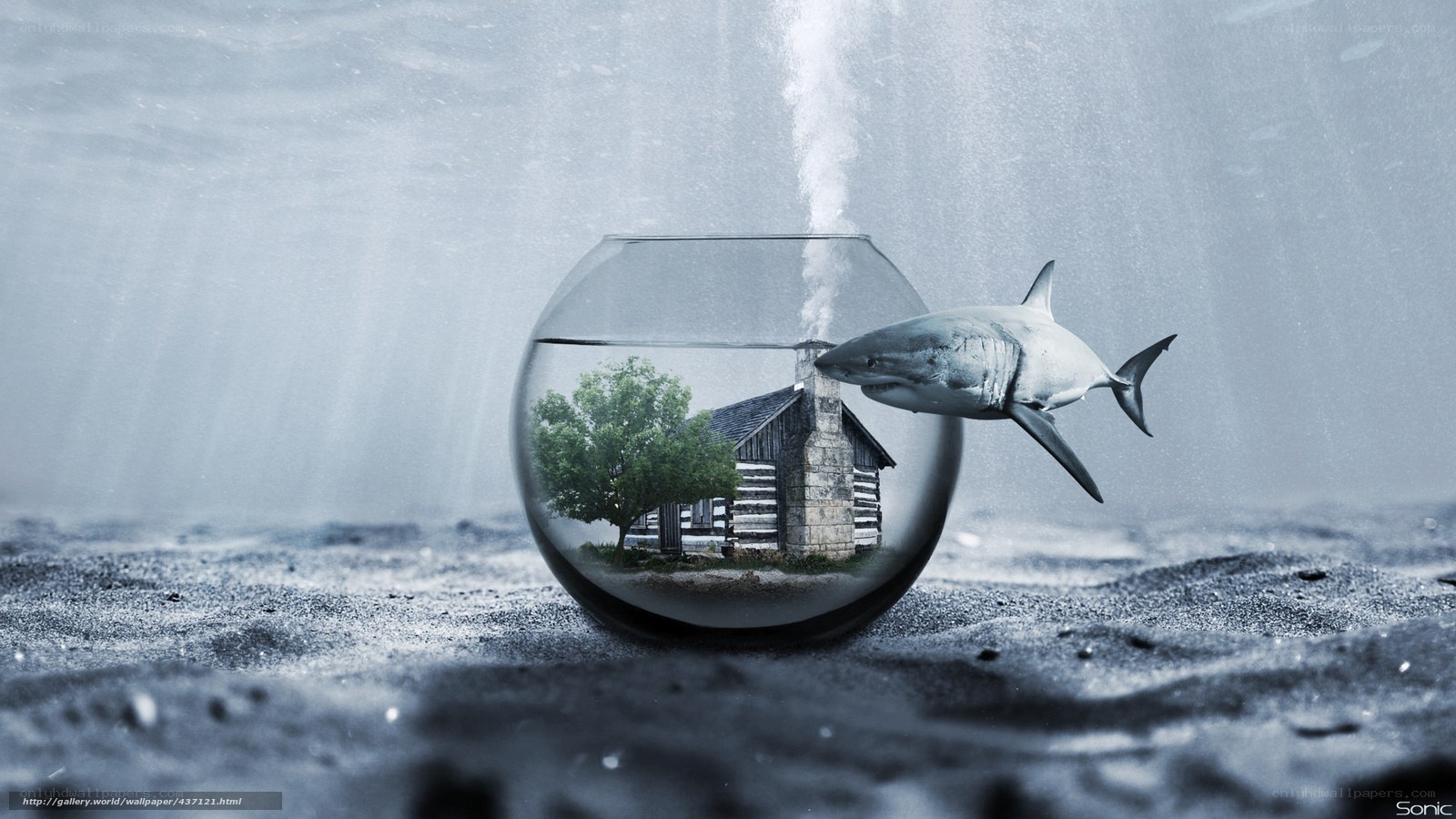 shark in a fishbowl