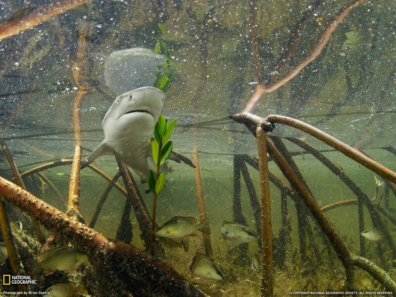 Shark in a mangrove forest