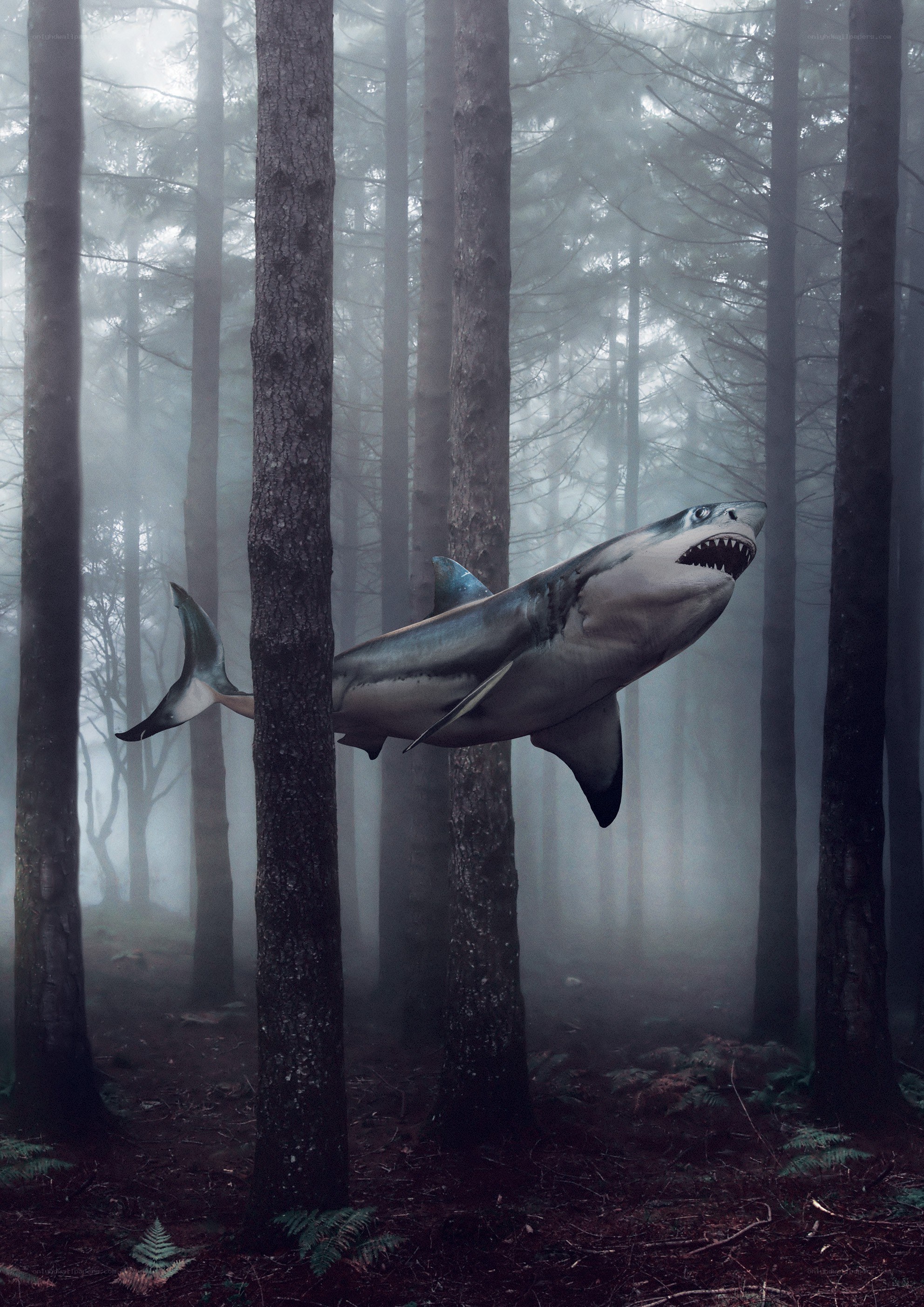 Shark in a misty forest