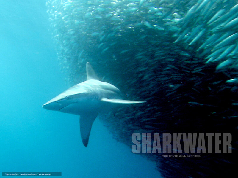Shark in a school of fish