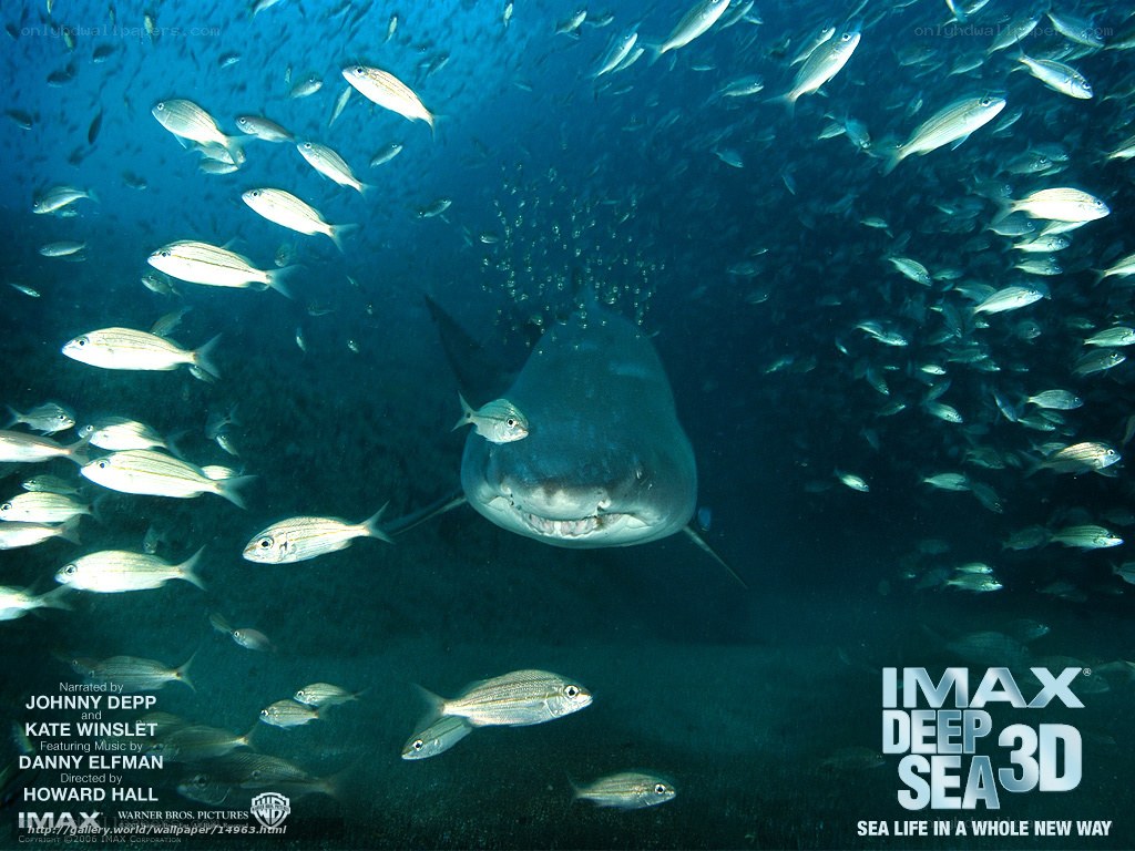 Shark in a school of fish