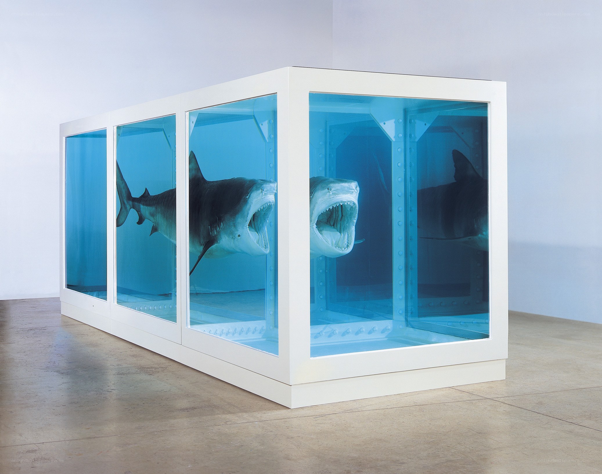 Shark in a tank sculpture