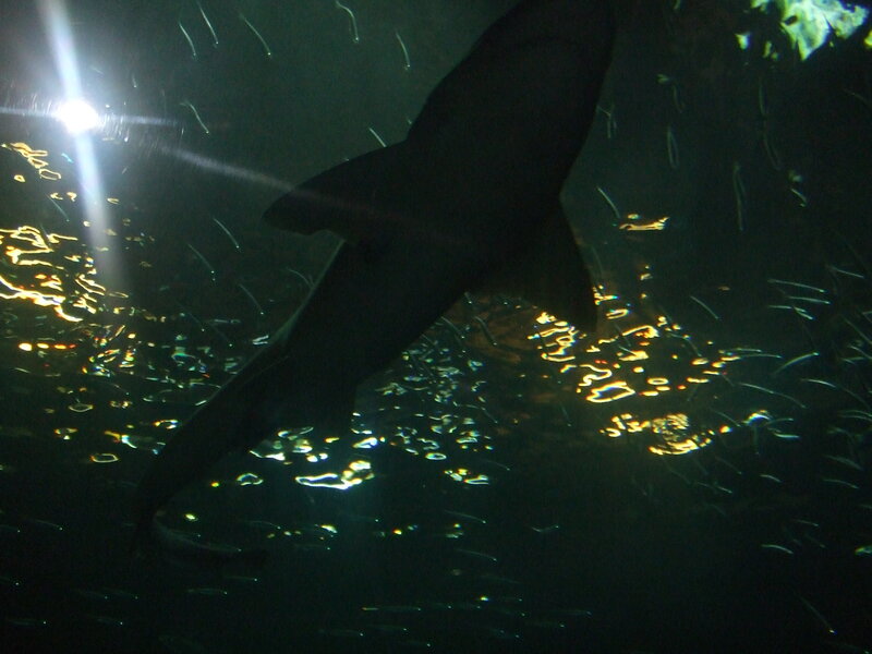 Shark in Aquarium — Black