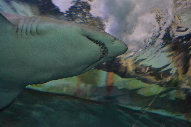 Shark in Aquarium — Gray