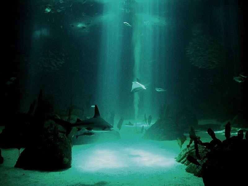 Shark in Aquarium — Green