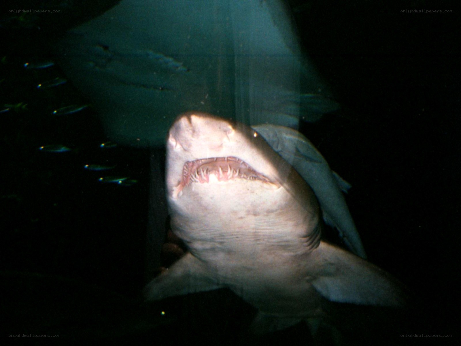 Shark in aquarium tank