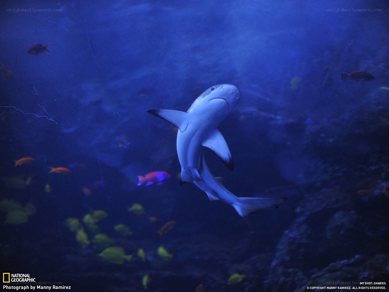 Shark in aquarium