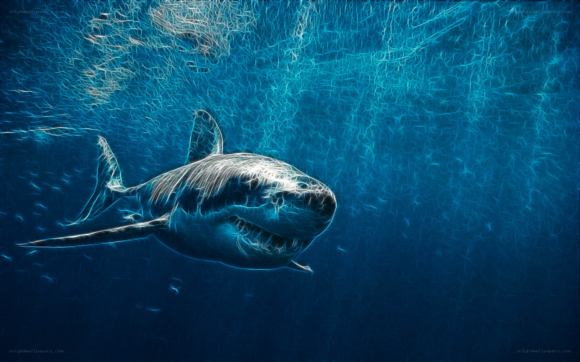 shark in blue water