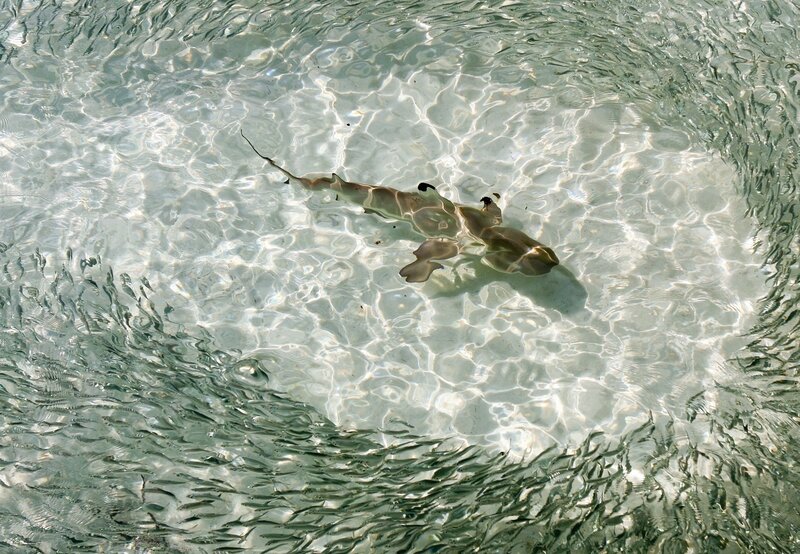 Shark in Clear Water