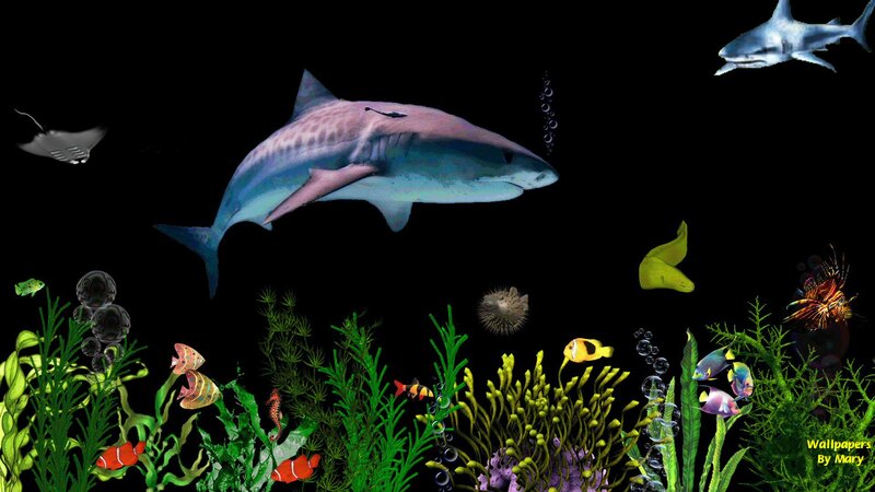 Shark in Coral Reef — Black